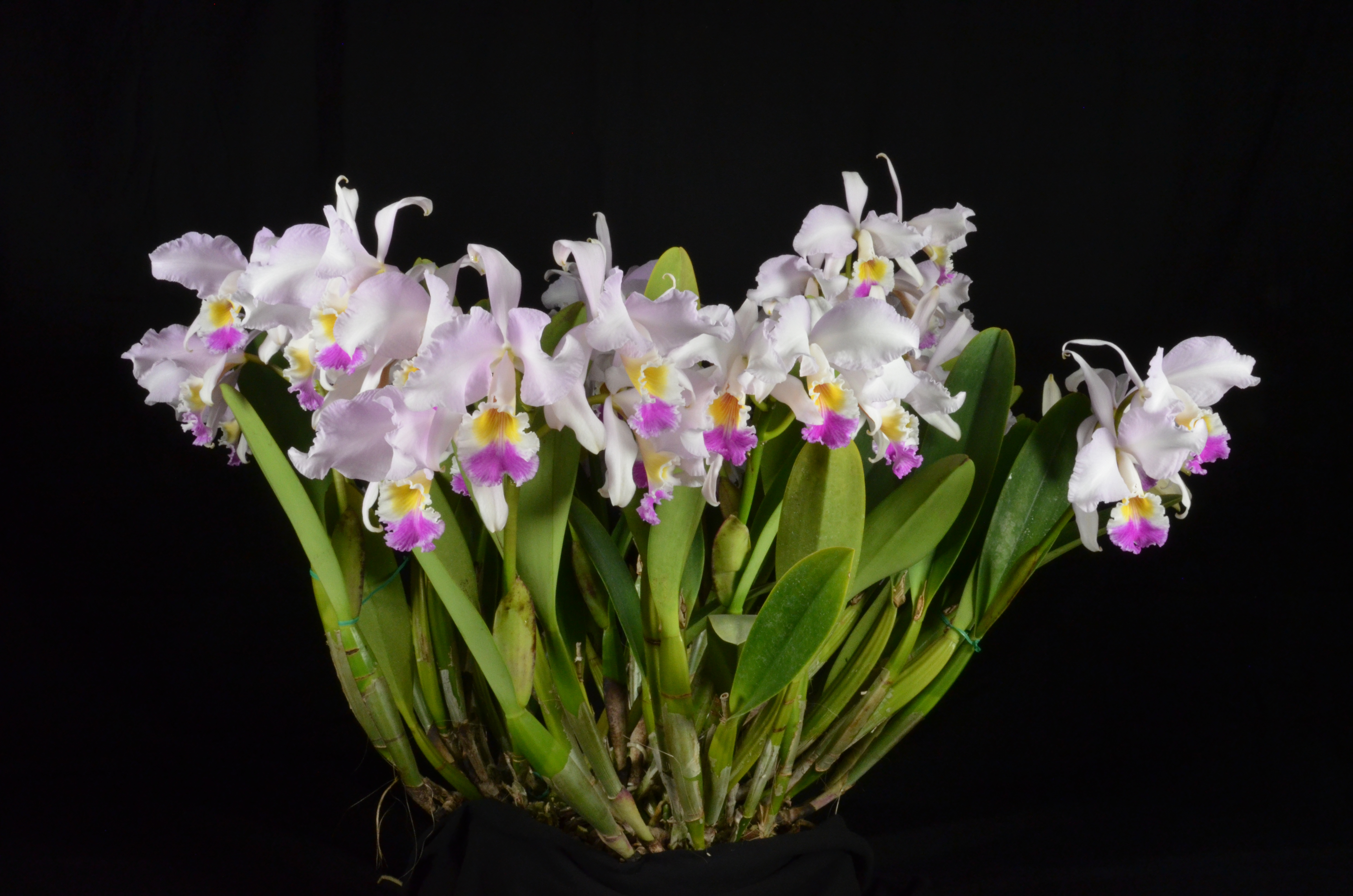 orchid picture