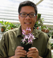 orchid picture