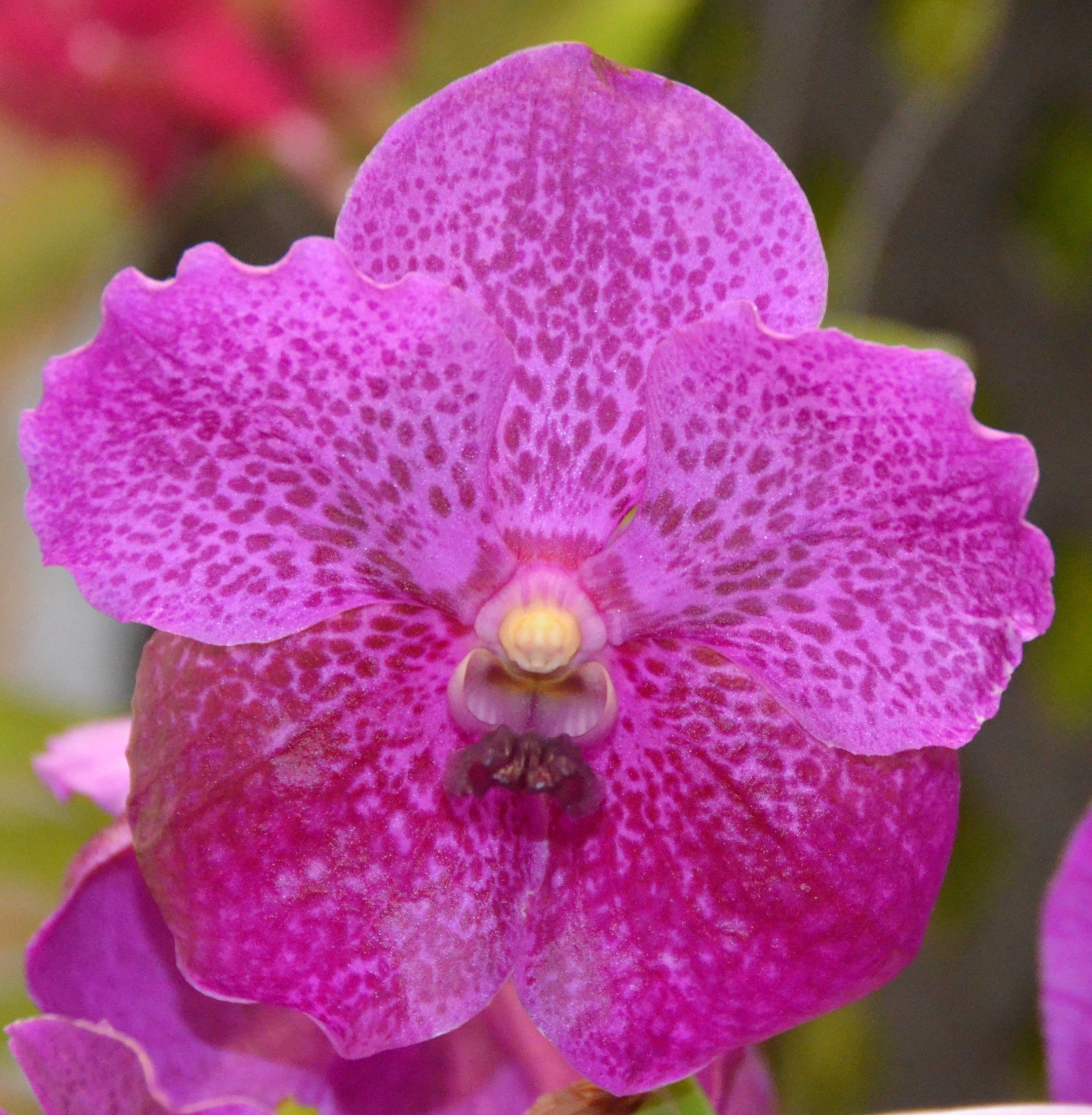 orchid picture
